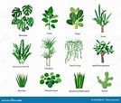 Plantas De La Casa O Flores Con Nombres Aislados Ilustración del Vector ...
