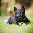 Scottish Terrier - Full Profile, History, and Care