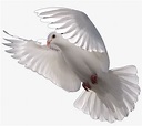 Download Flying Dove Png - Imagenes De Palomas Blancas Png ...