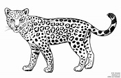 Dibujo De Jaguar - Dibujos Faciles
