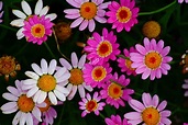 Pretty Flowers Images - 33 Pretty Flower Images Best Types Of Flowers ...