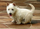 File:Scottish Terrier white puppy.jpg - Wikipedia
