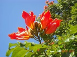 Tulipan de la India - a photo on Flickriver