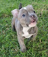 53 Excited American Bully Puppies For Sale In Louisiana Picture 4K ...