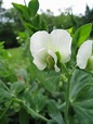 Pisum sativum (garden pea): Go Botany