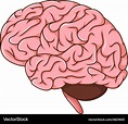 Human brain cartoon Royalty Free Vector Image - VectorStock