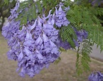 Jacaranda mimosifolia - Wikipedia