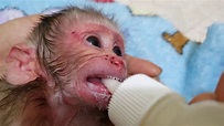 Rescue newborn monkey Aba got Abandoned - YouTube