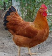 Chicken Breed Focus - New Hampshire