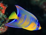 Queen Angelfish (Holacanthus Ciliaris): Ultimate Care Guide - Fish ...