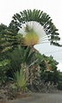 Ravenala madacascariensis «palma viajera» imágenes - Id Plantae