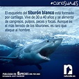 Datos interesantes del tiburon blanco | Actualizado abril 2024