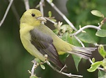 scarlet-tanager – Wildlife In Nature