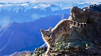 Dos décadas tras las huellas del gato sagrado de los Andes – forumnatura