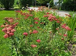 Recommended deer resistant perennials for the Northeast