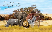 Safari Animal Wallpaper (60+ images)