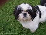 Black And White Shih Tzu - New Product Critical reviews, Discounts, and ...