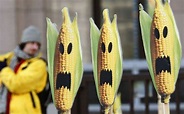 Scientists Savage Study Purportedly Showing Health Dangers of Monsanto ...