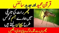The Miracle of Mosquito in Quran Urdu Hindi Quran and Science in Urdu ...