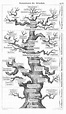 Stammbaum des Menschen Haeckel, E (1874) Ernst Haeckel, Best Science ...