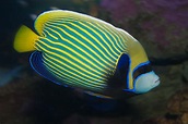 File:Emperor angelfish (Pomacanthus imperator),.jpg - Wikimedia Commons