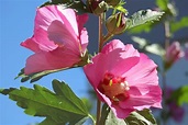 Althea - planting, pruning, and advice on caring for it, propagation ...
