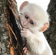 The Only White Monkey in the Whole World