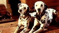 101 Dalmatians (1996) - Backdrops — The Movie Database (TMDB)