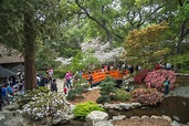 Descanso Gardens Is The Best Place To See Cherry Blossoms In Southern ...