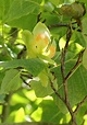 Magnoliaceae - Magnolia Family (Tree and Shrub Images)