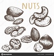 Nuts Set sketch illustration Stock Vector Image by ©alina.88@inbox.ru #209998882