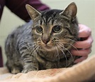 Gato Doméstico | Wiki Reino Animalia | Fandom
