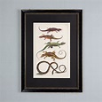 Snakes by Albertus Seba - Works of Art - LASSCO Brunswick House
