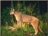Cougar | Animal Wildlife