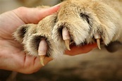 Claws of lion. A caucasian white human hand holding a lion paw showing ...
