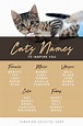 15 Nombres Creativos Para Gatos Inspirados En El Universo - kulturaupice