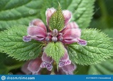 Bright Colourful Flowering Nettle Stock Image - Image of species ...