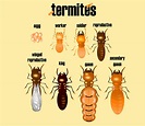 How To Deal With Termites in your Residential Places?