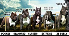 american bully size chart - Focus