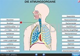 Die Atmungsorgane (Übersicht) - AV-Medien Onlineshop