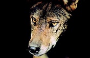 Romasanta – Im Schatten des Werwolfs (2004) - Film | cinema.de