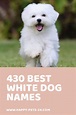 White Dog Names – 430 Best Name Ideas For A White Puppy | Dog names ...