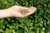 The Ultimate Guide to Sowing Grass Seed | MOOWY
