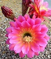 Bellísima flor de cactus echipnosis. Photo | Flores bonitas, Flor de ...
