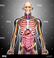 Menschliche Anatomie, artwork Stockfotografie - Alamy