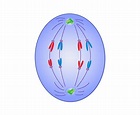 Anaphase | Definition, Mitosis, Summary, & Facts | Britannica