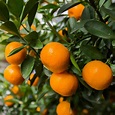 Mandarin (Citrus reticulata) – GLISSANDO Garden Center