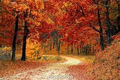 1000+ Interesting Late Autumn Photos · Pexels · Free Stock Photos