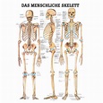 Anatomische Lehrtafel "Das menschliche Skelett", Posterwissen.de