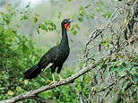 White-winged Guan | Penelope albipennis Chaparrí reserve, La… | Flickr